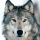 Illustration for article titled Wednesday Woof - Canis lupus Edition